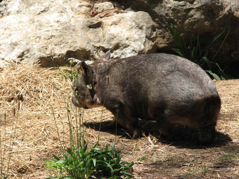Wombat